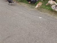 Turkeys — الصورة 1