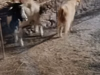 Keçi, Keçiler — foto 6