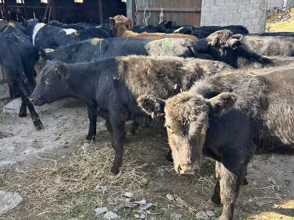 காளை, Swiss cattle