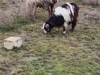 Cabras (lote, sexo no especificado), Saanen goat — foto 6