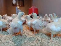 Chickens — photo 4