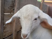 Ziege, Saanen goat — Foto 6