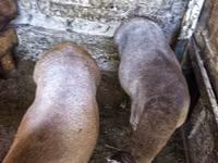 ஆண் ஆடு, Hissar sheep — புகைப்படம் 3
