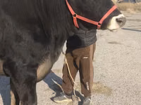 İnək, Swiss cattle — foto 5