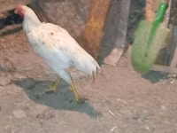 Chickens — الصورة 4
