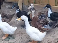 Ducks — zdjęcie 6