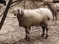 Ram, Arashan sheep — photo 1