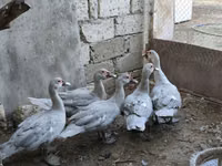 Ducks — Foto 3
