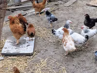 Chickens — ფოტო 7