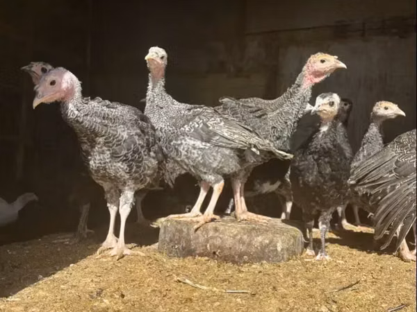 Turkeys — Ermenistan