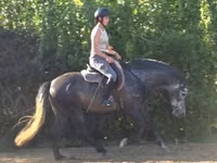 Aygır, Andalusian horse — foto 2