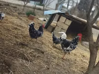 Chickens — الصورة 7