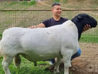 भेड़ें (लॉट, लिंग निर्दिष्ट नहीं), Dorper sheep — फ़ोटो 2