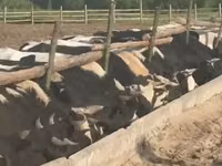 Toro, Raza Holstein — foto 1