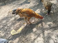 Malay Game — Foto 1