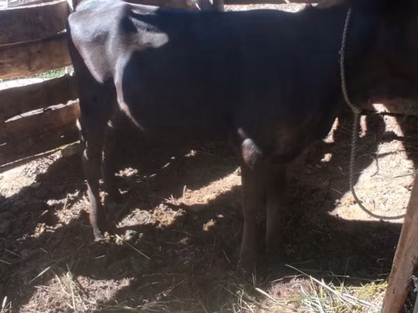 Vache, Race Alatauskaya