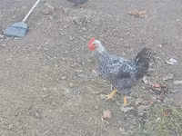Chickens — 3-сурет