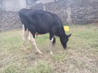 Buğa, Russian Black pied cattle — foto 4