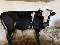 Krava, Russian Black pied cattle — foto 3