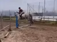 குதிரை, Oldenburg horse — புகைப்படம் 2