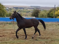Cavalo, Cavalos — foto 2