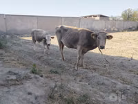 Krava, Skot — foto 1