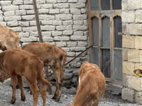 Boğa, Sığır — foto 4