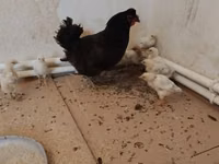 Chickens — zdjęcie 1