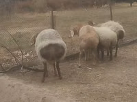 公羊, Sheep — 照片 4