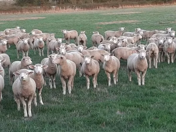 母羊, Ile-de-France sheep