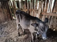 Buğa, Swiss cattle — foto 4