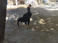 Chickens — foto 1