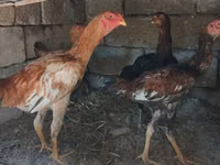 Chickens — Foto 1