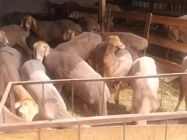 Owca, Arashan sheep