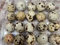 Quails — zdjęcie 4