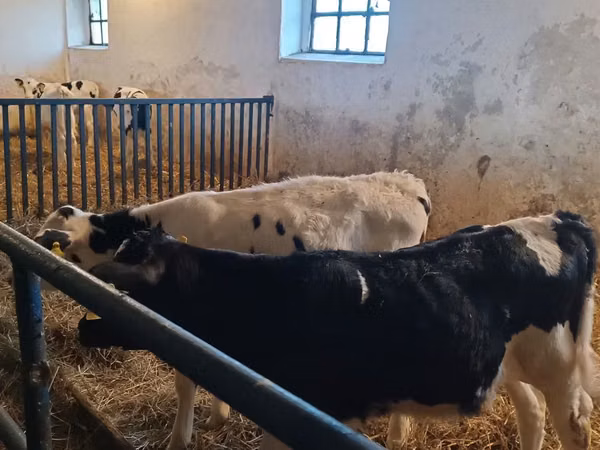 Buqa, Russian Black pied cattle