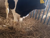 காளை, Russian Black pied cattle — புகைப்படம் 3
