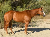 კვიცი, Quarter Horse — ფოტო 5