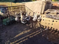 Geese — الصورة 1