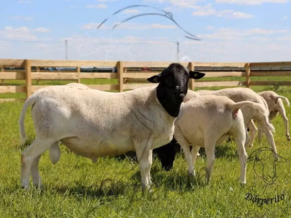 ஆண் ஆடு, Dorper sheep