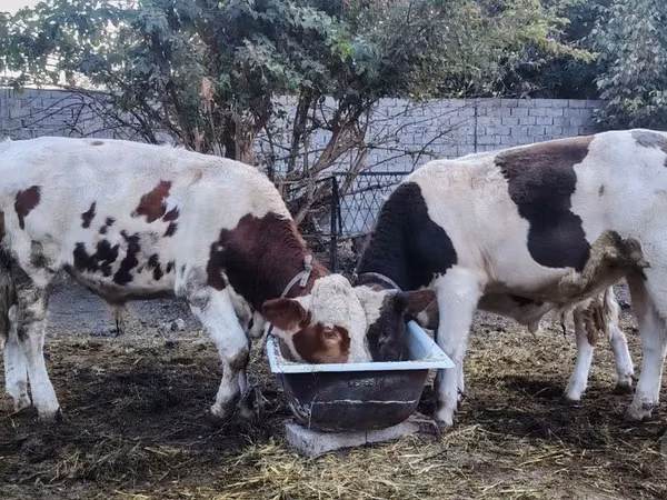 सांड, मवेशी