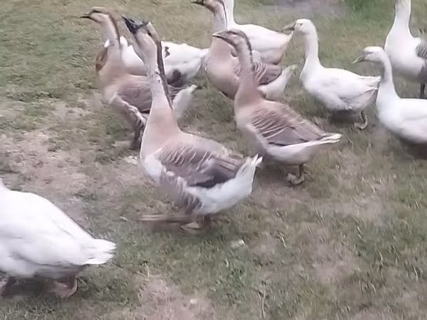 Geese — Aserbaidschan