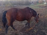母马, Horses — 照片 1