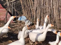 Geese — photo 1