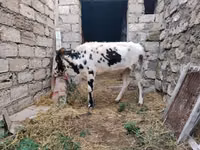 Vache, Russian Black pied cattle — photo 7