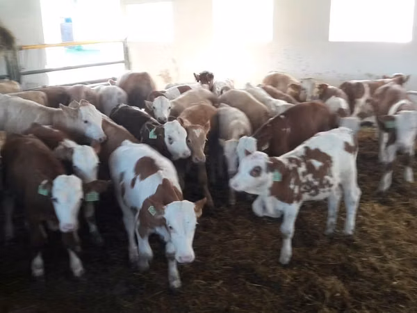 Buqa, Simmental cattle