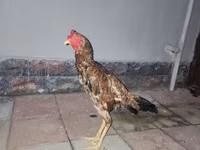 Chickens — 6-сурет