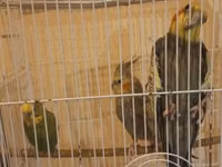 Her 3 de satilir qefesle birlikde dilde bawa duwur biri — zdjęcie 2