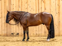 Айғыр, Quarter Horse — 3-сурет