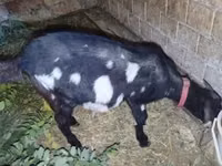 Ziege, Nubian Goat — Foto 1